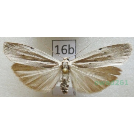 Pelosia muscerda (Hufnagel, 1766) Slovakia16b